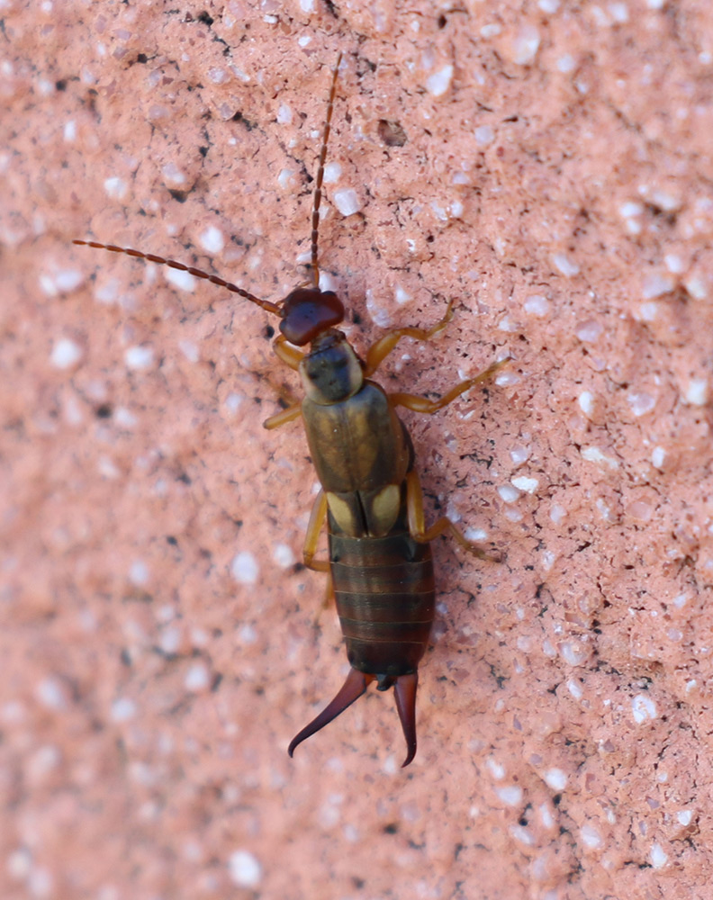Forficula auricularia (Forficulidae)